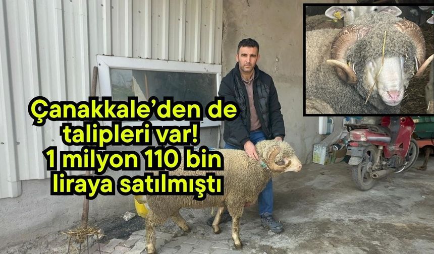 Çanakkale’den de talipleri var! 1 milyon 110 bin liraya satılmıştı (Video)