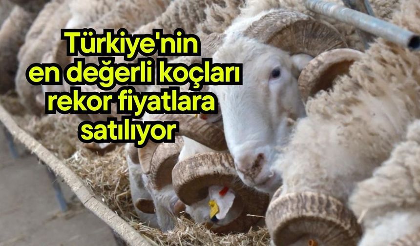 Türkiye'nin en değerli koçları rekor fiyatlara satılıyor (Video)