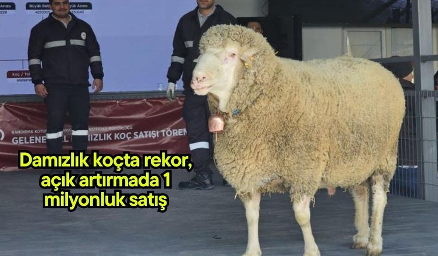 Damızlık koçta rekor, açık artırmada 1 milyonluk satış