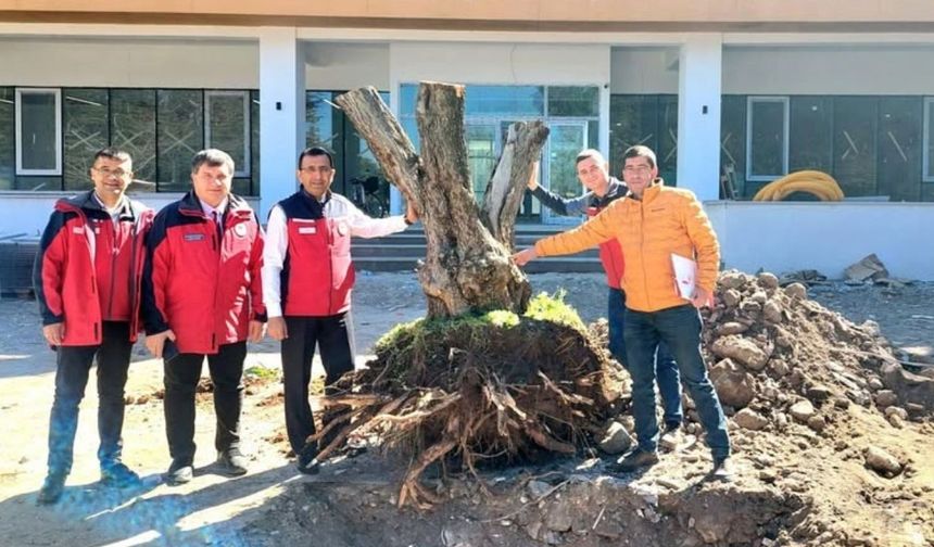 Çanakkale’de yeni hizmet binasına zeytin ağacı dikildi