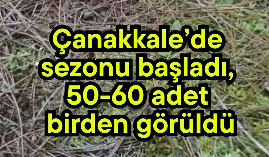 Çanakkale’de sezonu başladı, 50-60 adet birden görüldü