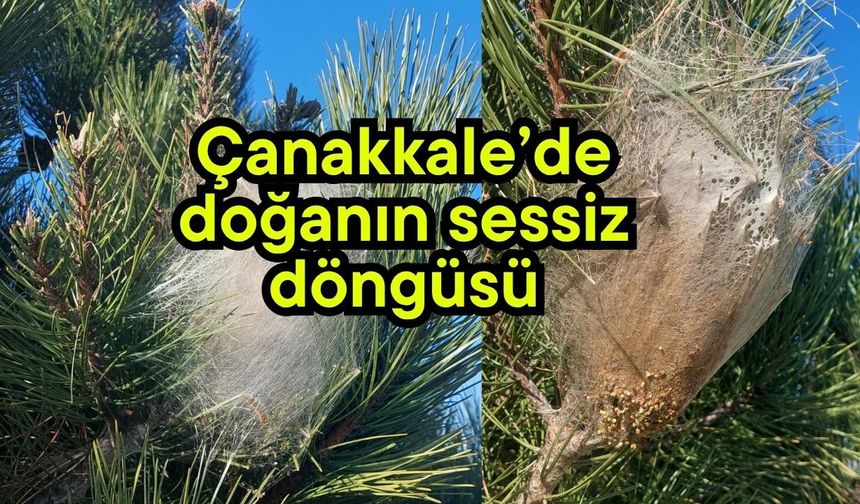 Çanakkale’de doğanın sessiz döngüsü