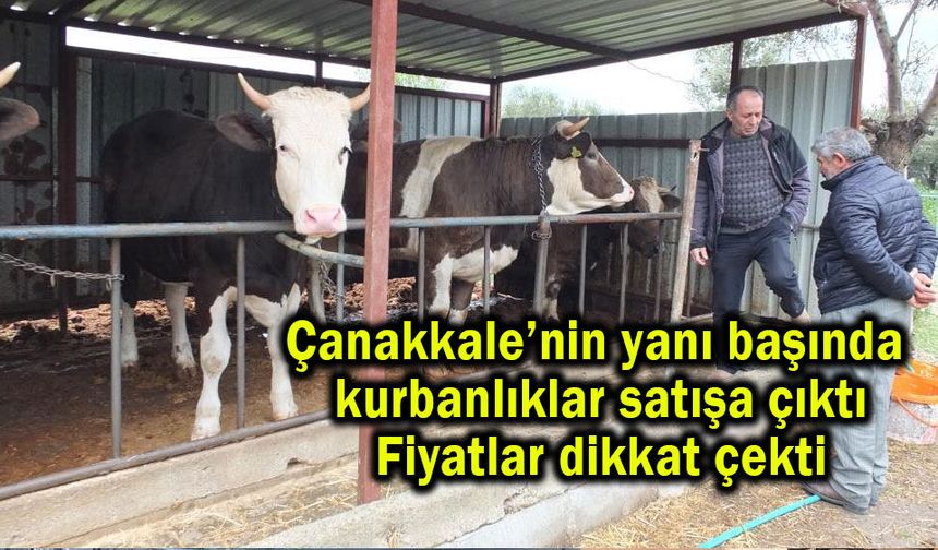 Çanakkale’nin yanı başında kurbanlıklar satışa çıktı (Video)
