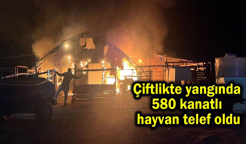 Çiftlikte yangında 580 kanatlı hayvan telef oldu (Video)