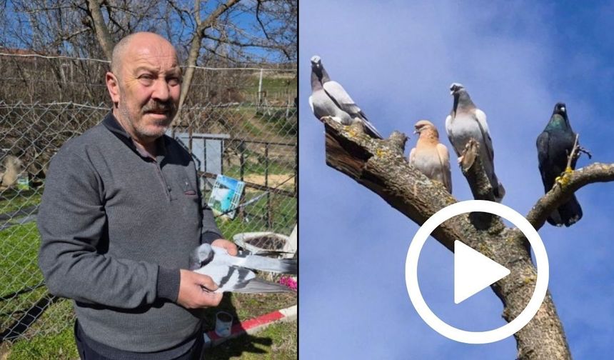 Bir Ev Parasına Güvercin Satıyorlar (Video)
