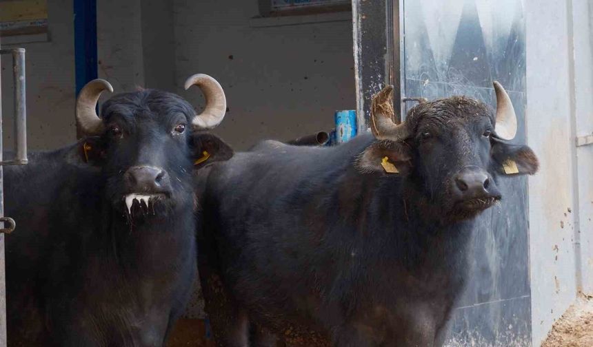 Türkiye’nin yeni manda ırkı süt verimi ile dikkat çekiyor