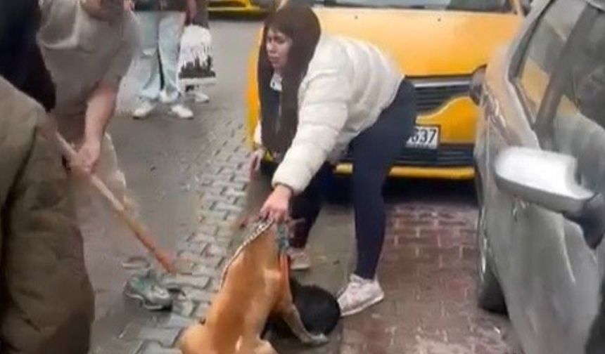 Pitbull saldırısı kamerada, sahibine ağır ceza! (Video)