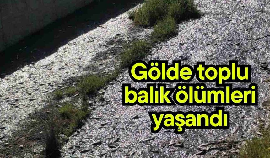 Gölde toplu balık ölümleri yaşandı