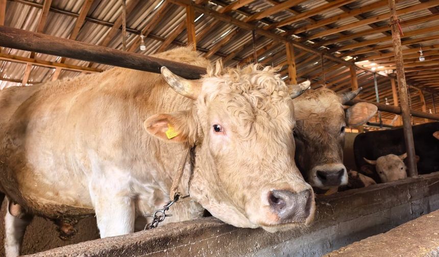 Tonluk 'Paşa' 500 bin lira (Video)