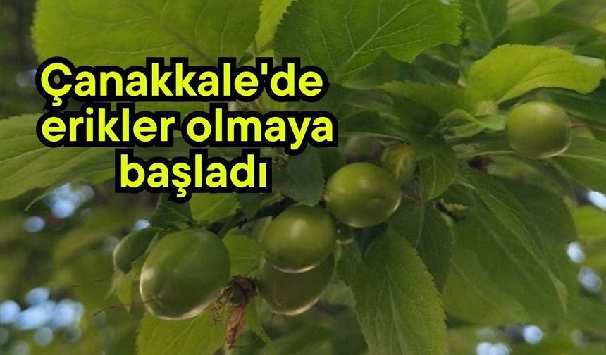 Çanakkale'de erikler olmaya başladı