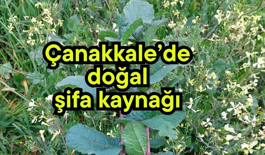 Çanakkale’de doğal şifa kaynağı