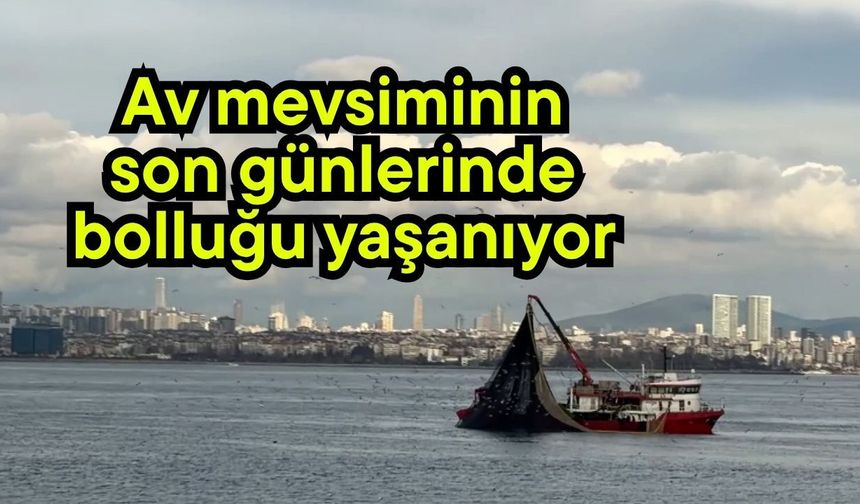 Av mevsiminin son günlerinde bolluğu yaşanıyor (Video)