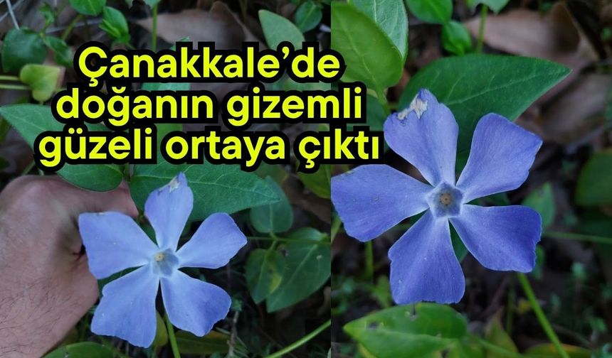 Çanakkale’de doğanın gizemli güzeli ortaya çıktı