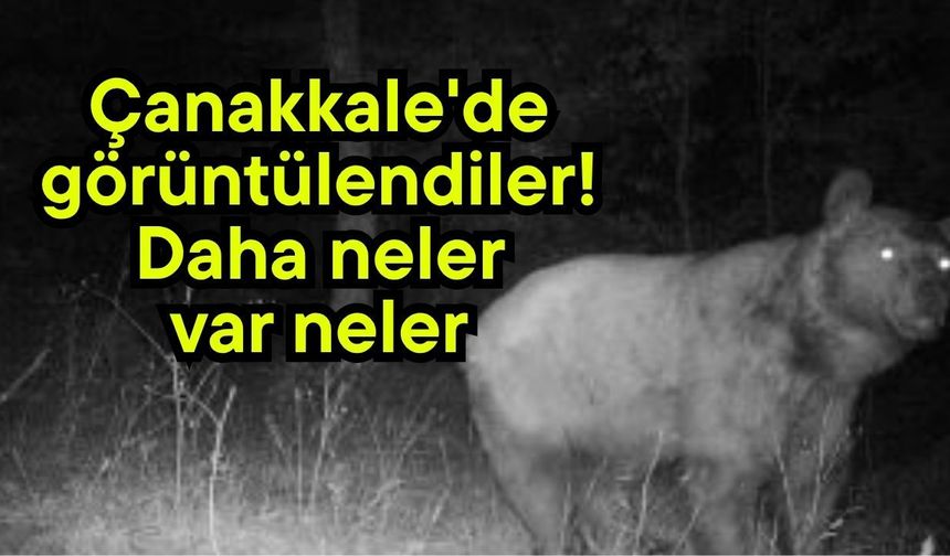 Çanakkale'de görüntülendiler! Daha neler var neler