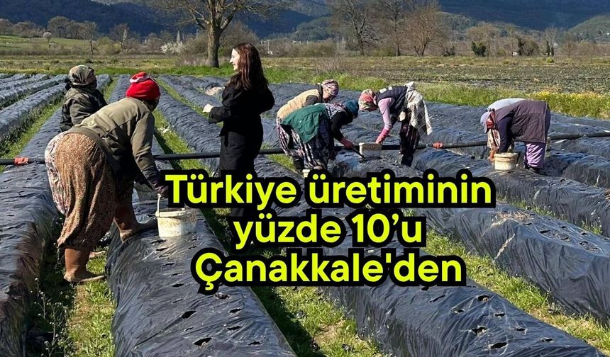 Türkiye üretiminin yüzde 10’u Çanakkale'den
