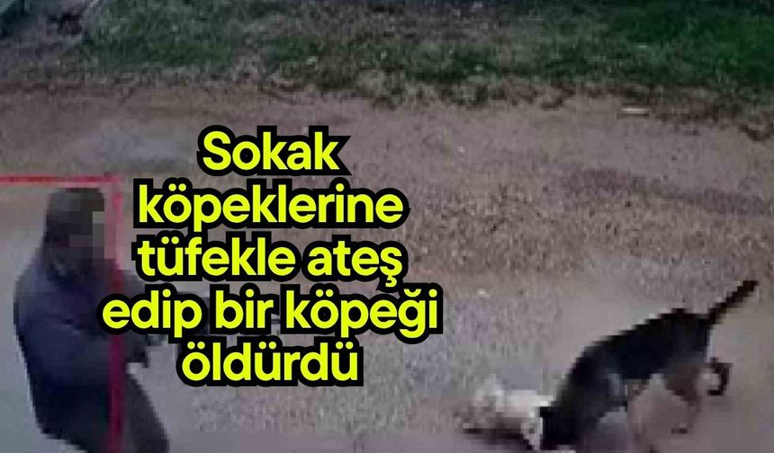Sokak köpeklerine tüfekle ateş edip bir köpeği öldürdü