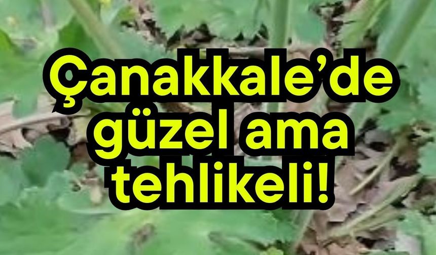 Çanakkale’de güzel ama tehlikeli!
