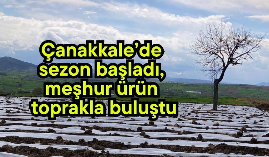 Çanakkale’de sezon başladı, meşhur ürün toprakla buluştu