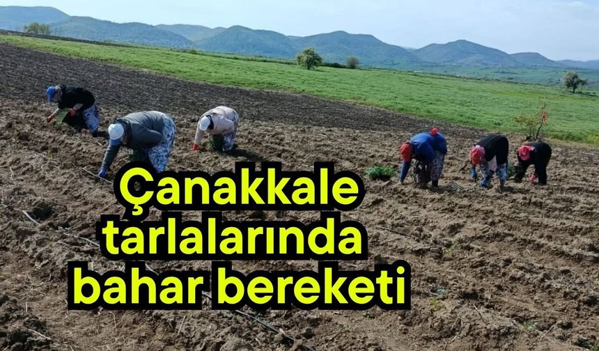 Çanakkale tarlalarında bahar bereketi
