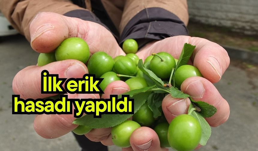 İlk erik hasadı yapıldı
