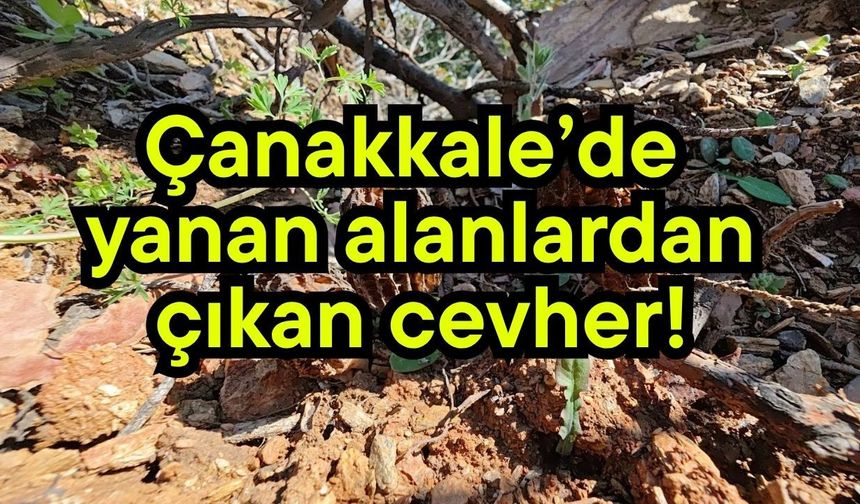 Çanakkale’de yanan alanlardan çıkan cevher!