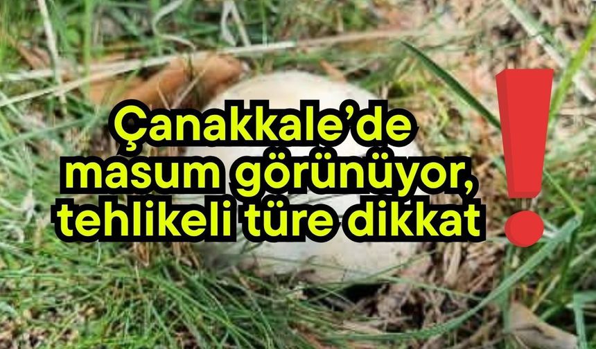Çanakkale’de masum görünüyor, tehlikeli türe dikkat!