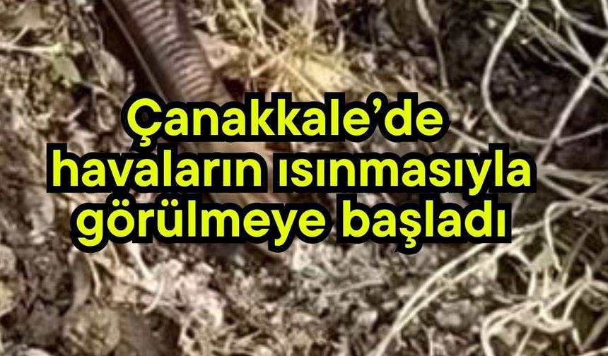 Çanakkale’de havaların ısınmasıyla görülmeye başladı