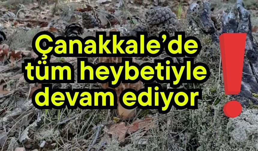 Çanakkale’de tüm heybetiyle devam ediyor!
