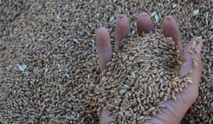 Buğday ve Mısırda Üretim Patlaması: Rekor Kapıda