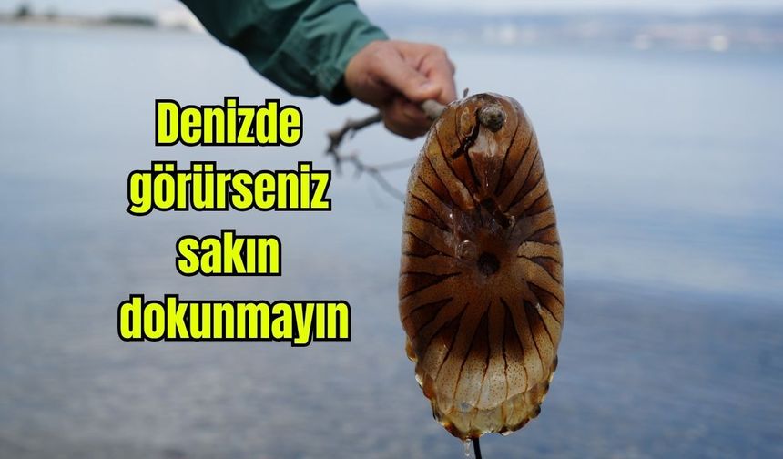Denizde görürseniz sakın dokunmayın!