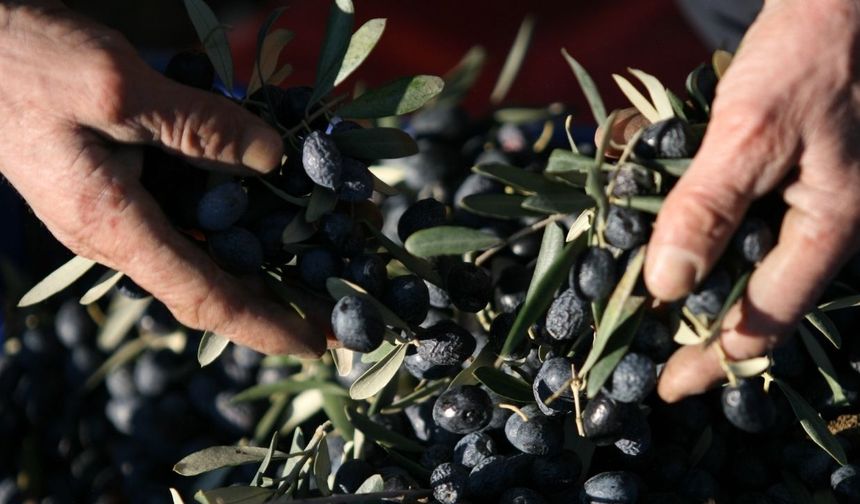 Bir kilogram zeytin için 6798 litre suya ihtiyaç duyuluyor