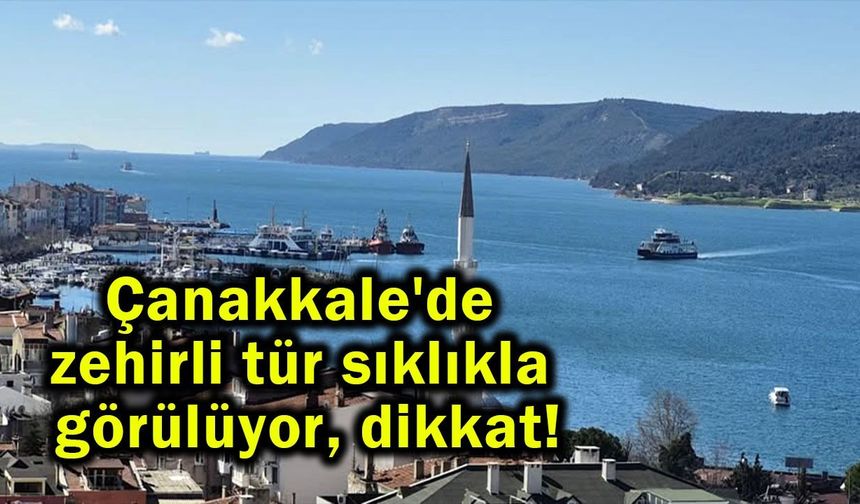 Çanakkale'de zehirli tür sıklıkla görülüyor, dikkat!
