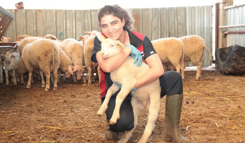 Çanakkale'de küçükbaş hayvan sağlığı için ekipler sahada