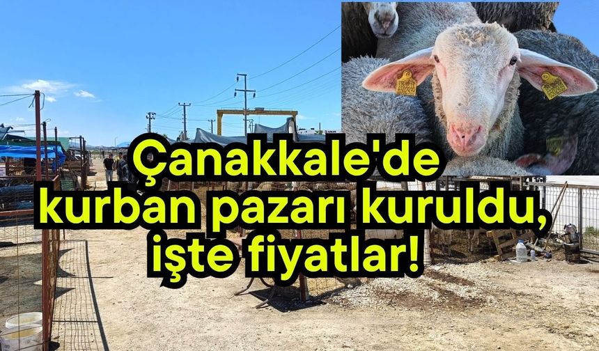 Çanakkale'de kurban pazarı kuruldu, işte fiyatlar!