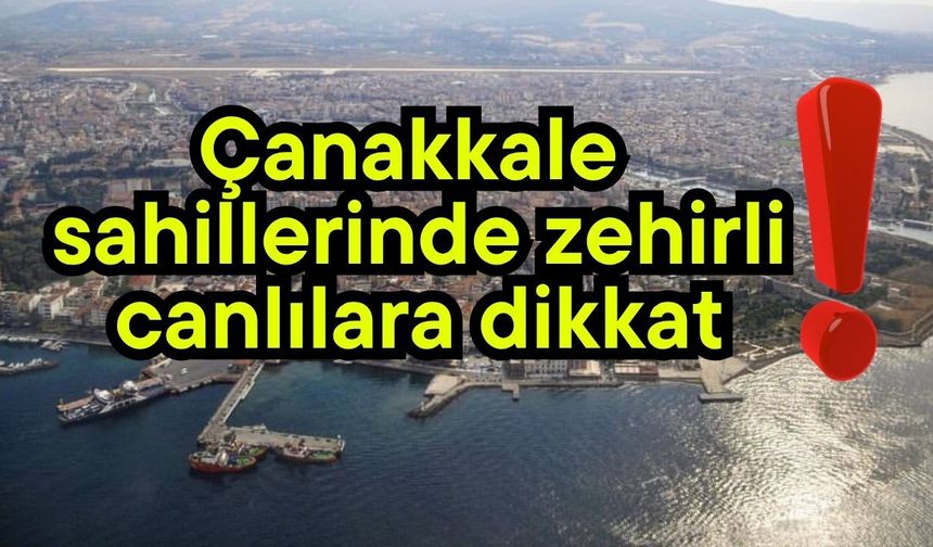 Çanakkale sahillerinde zehirli canlılara dikkat!