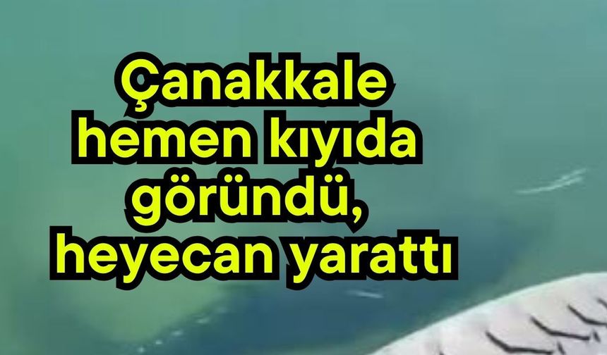Çanakkale hemen kıyıda göründü, heyecan yarattı