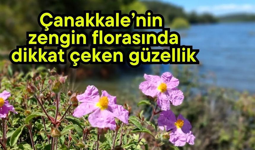 Çanakkale’nin zengin florasında dikkat çeken güzellik