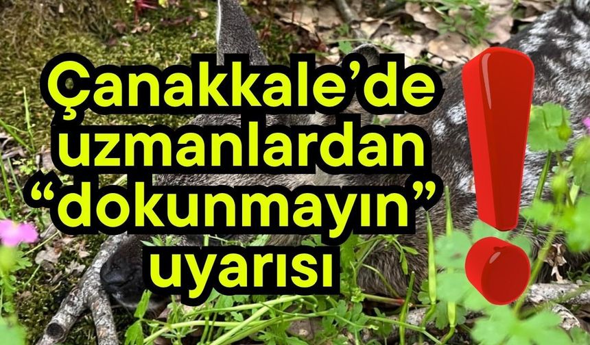Çanakkale’de uzmanlardan “dokunmayın” uyarısı!