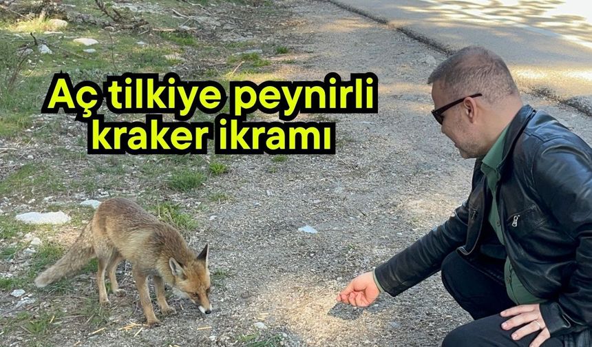 Aç tilkiye peynirli kraker ikramı (Video)