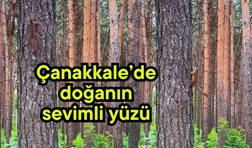 Çanakkale’de doğanın sevimli yüzü