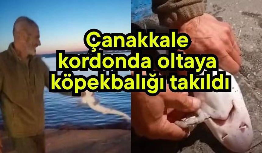 Çanakkale kordonda oltaya köpekbalığı takıldı