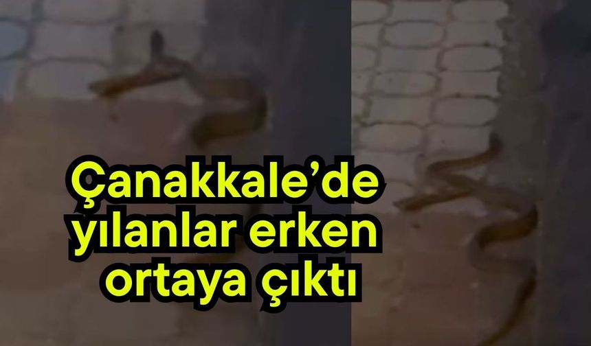 Çanakkale’de yılanlar erken ortaya çıktı