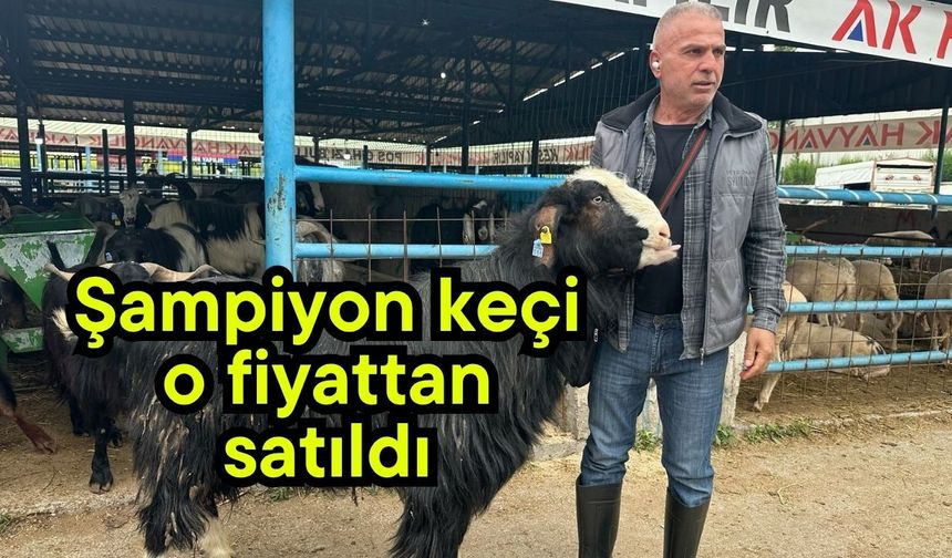 Şampiyon keçi o fiyattan satıldı (Video)