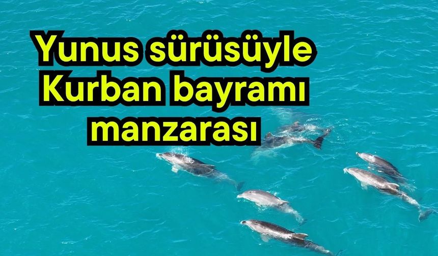 Yunus sürüsüyle Kurban bayramı manzarası (Video)