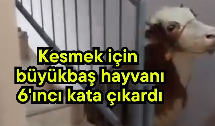 Kesmek için büyükbaş hayvanı 6'ıncı kata çıkardı (Video)