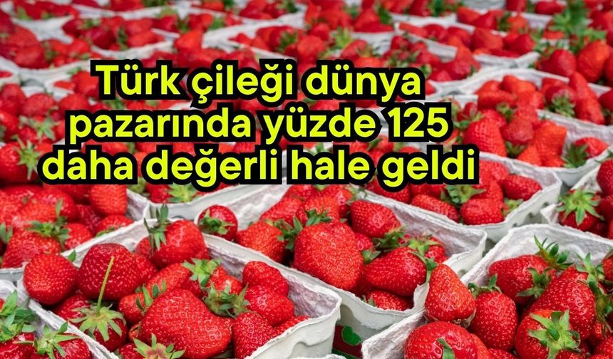 Türk çileği dünya pazarında yüzde 125 daha değerli hale geldi (Video)