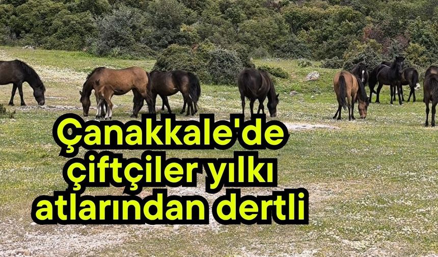 Çanakkale'de çiftçiler yılkı atlarından dertli (Video)