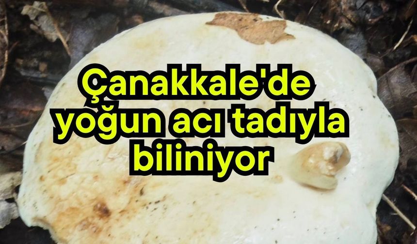 Çanakkale’de yoğun acı tadıyla biliniyor