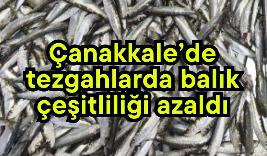Çanakkale’de tezgahlarda balık çeşitliliği azaldı