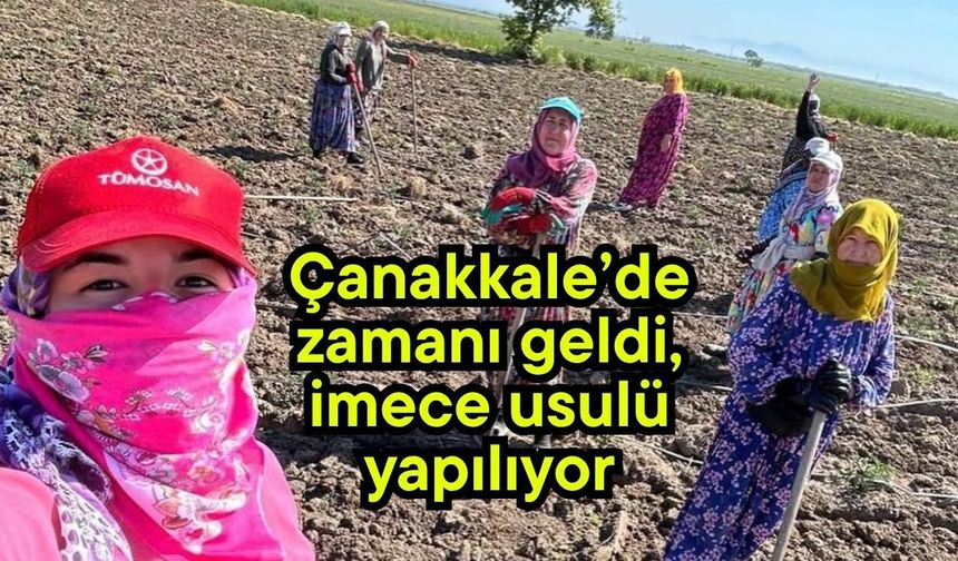 Çanakkale’de zamanı geldi, imece usulü yapılıyor